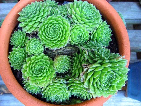 Hens and Chicks
