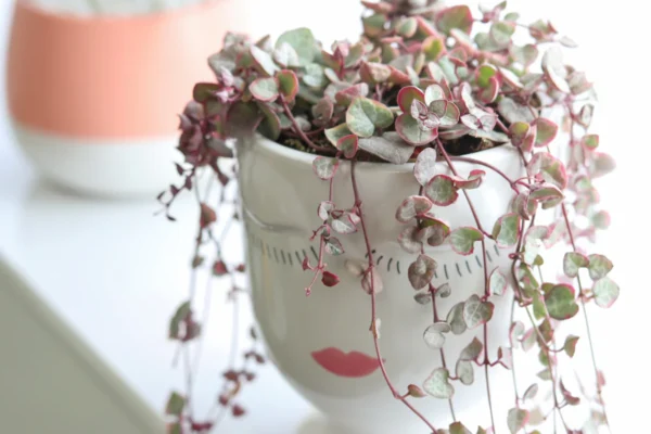 Variegated String of Hearts