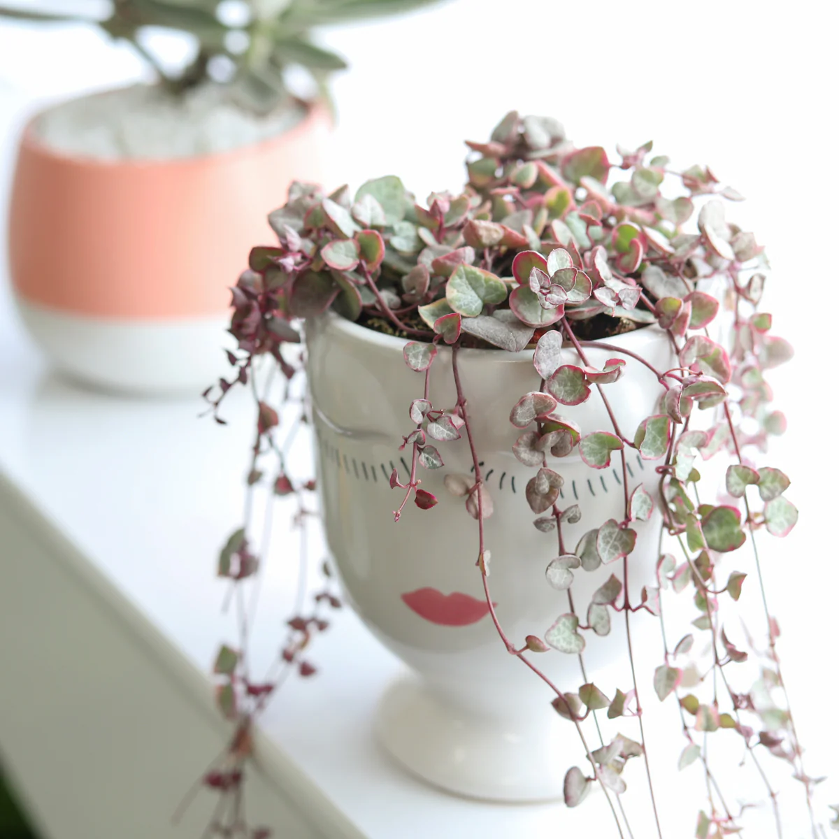Variegated String of Hearts